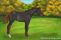 Horse Color:Liver Chestnut Rabicano