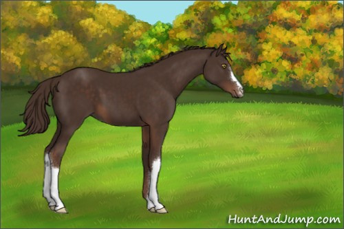 Horse Color:Liver Chestnut 