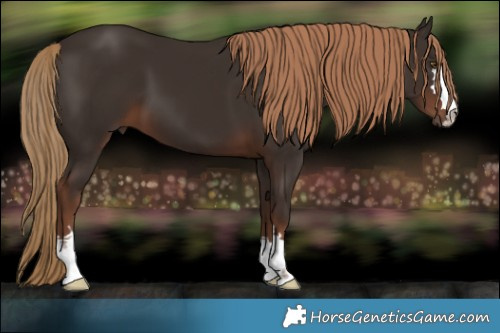 Horse Color:Liver Chestnut 