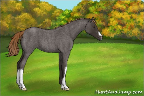 Horse Color:Liver Red Roan