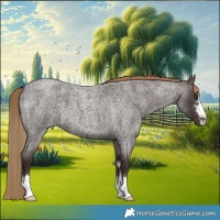 Horse Color:Liver Red Roan