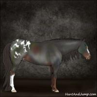 Horse Color:Liver Chestnut Appaloosa 