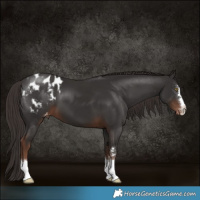 Horse Color:Liver Chestnut Appaloosa 