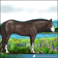Horse Color:Liver Chestnut 