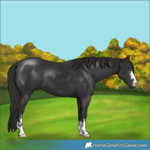 Horse Color:Liver Chestnut 