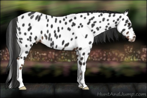 Horse Color:Liver Chestnut Appaloosa 