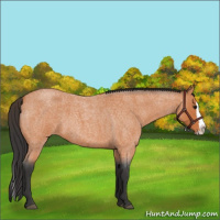 Horse Color:Bay Roan Splash
