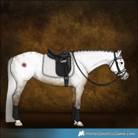 Horse Color:Gray White Spotted Liver Red Dun Tobiano Blanket 
