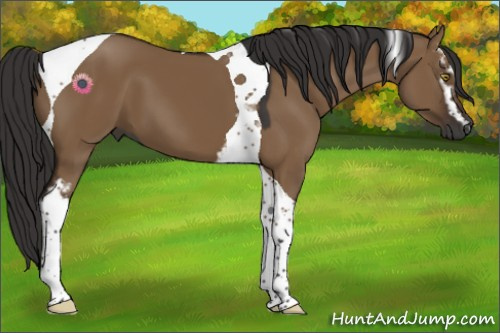Horse Color:Gray White Spotted Liver Red Dun Tobiano 