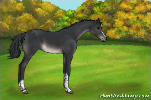Horse Color:Platinum White Spotted Brown Rabicano 