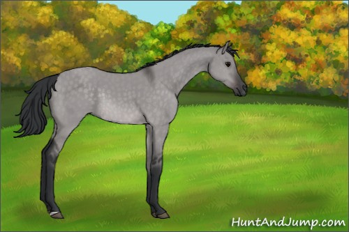 Horse Color:Platinum Brown Dun Rabicano 