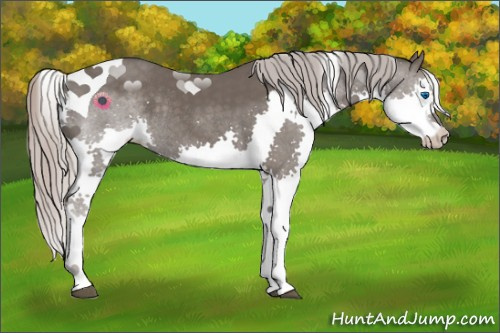 Horse Color:Silver Black Splash Tobiano Rabicano 