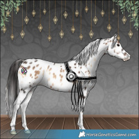 Horse Color:White Spotted Brown Onyx Appaloosa 
