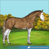 Horse Color:Chocolate Palomino Dun Splash Brindle 