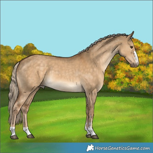 Horse Color:Chocolate Palomino Dun 