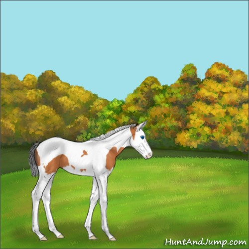 Horse Color:Bay Splash Tobiano 