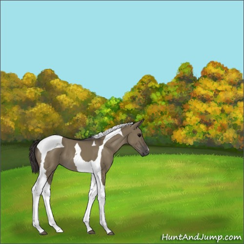 Horse Color:Smoky Grullo Tobiano 
