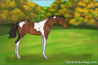 Horse Color:Buckskin Tobiano 