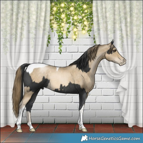 Horse Color:Black Rabicano  and Smoky Black Pearl Tobiano 