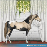 Horse Color:Black Rabicano  and Smoky Black Pearl Tobiano 