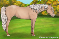 Horse Color:Silver Amber Champagne Frame 