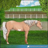 Horse Color:Silver Amber Champagne Frame 