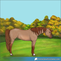 Horse Color:Red Dun 
