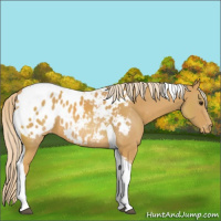Horse Color:Palomino Tobiano Blanket Rabicano 