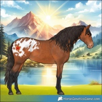 Horse Color:Bay Blanket 