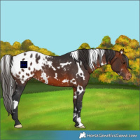 Horse Color:White Spotted Bay Appaloosa 