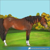 Horse Color:Bay Appaloosa