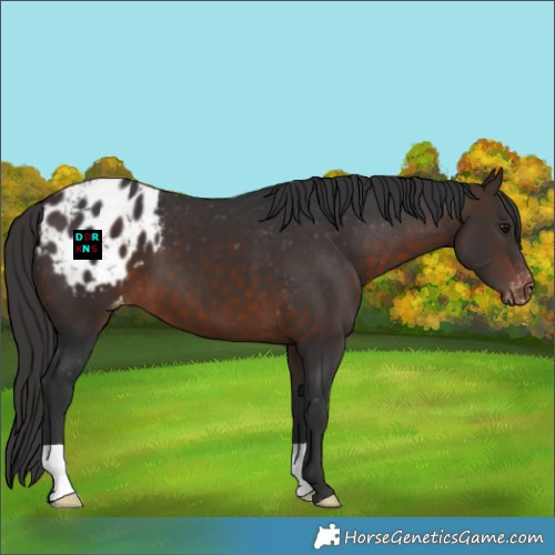 Horse Color:Brown Appaloosa 