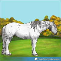 Horse Color:Gray White Spotted Black Tobiano Appaloosa 