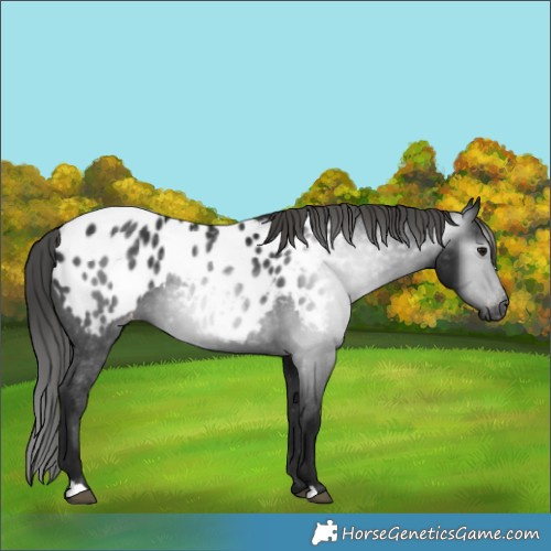 Horse Color:Gray Smoky Black Appaloosa 