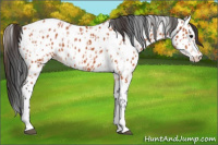 Horse Color:Bay Splash Tobiano Appaloosa  and Bay Tobiano Appaloosa 