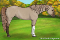 Horse Color:Liver Red Dun Rabicano 