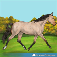 Horse Color:Bay Roan Dun 