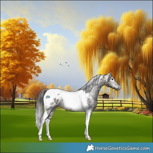 Horse Color:Gray Brown Dun Tobiano Appaloosa