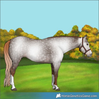 Horse Color:Gray Chestnut Splash Tobiano 