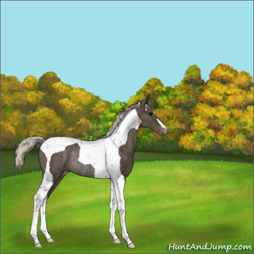 Horse Color:Silver Smoky Black Tobiano Appaloosa Rabicano 