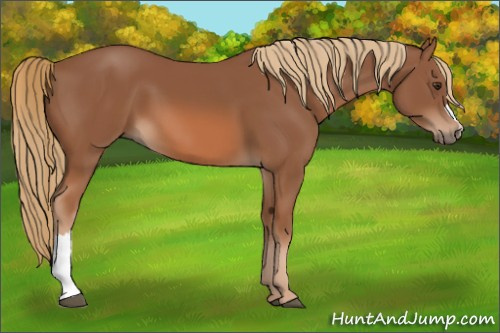 Horse Color:Chestnut 