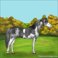 Horse Color:White Spotted Black Splash 
