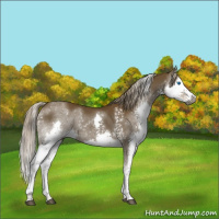 Horse Color:Gray White Spotted Chocolate Palomino Splash 
