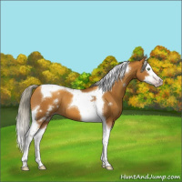 Horse Color:Gray White Spotted Gold Cream Champagne Splash Tobiano