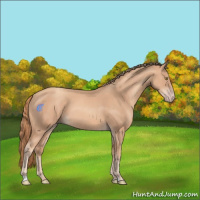 Horse Color:Gold Champagne 