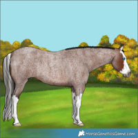 Horse Color:Gray Bay Roan Splash Rabicano