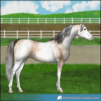 Horse Color:White Spotted Bay Dun Rabicano  and White Spotted Bay Dun Splash Rabicano 