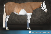 Horse Color:Chocolate Palomino Splash Rabicano 