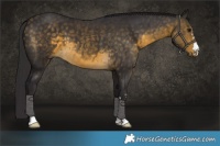 Horse Color:Buckskin 