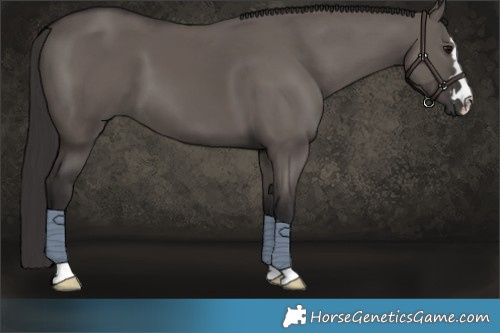 Horse Color:Smoky Grullo 